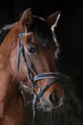 Ambicja PonySport