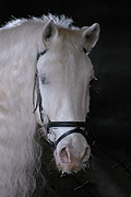 Hormon PonySport