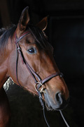 Wefama PonySport